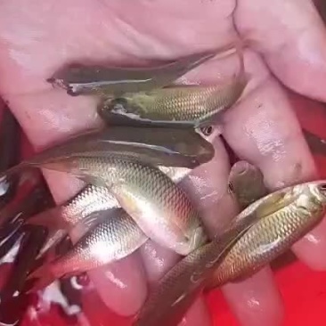 草鱼苗