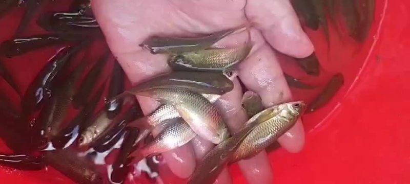 草鱼苗