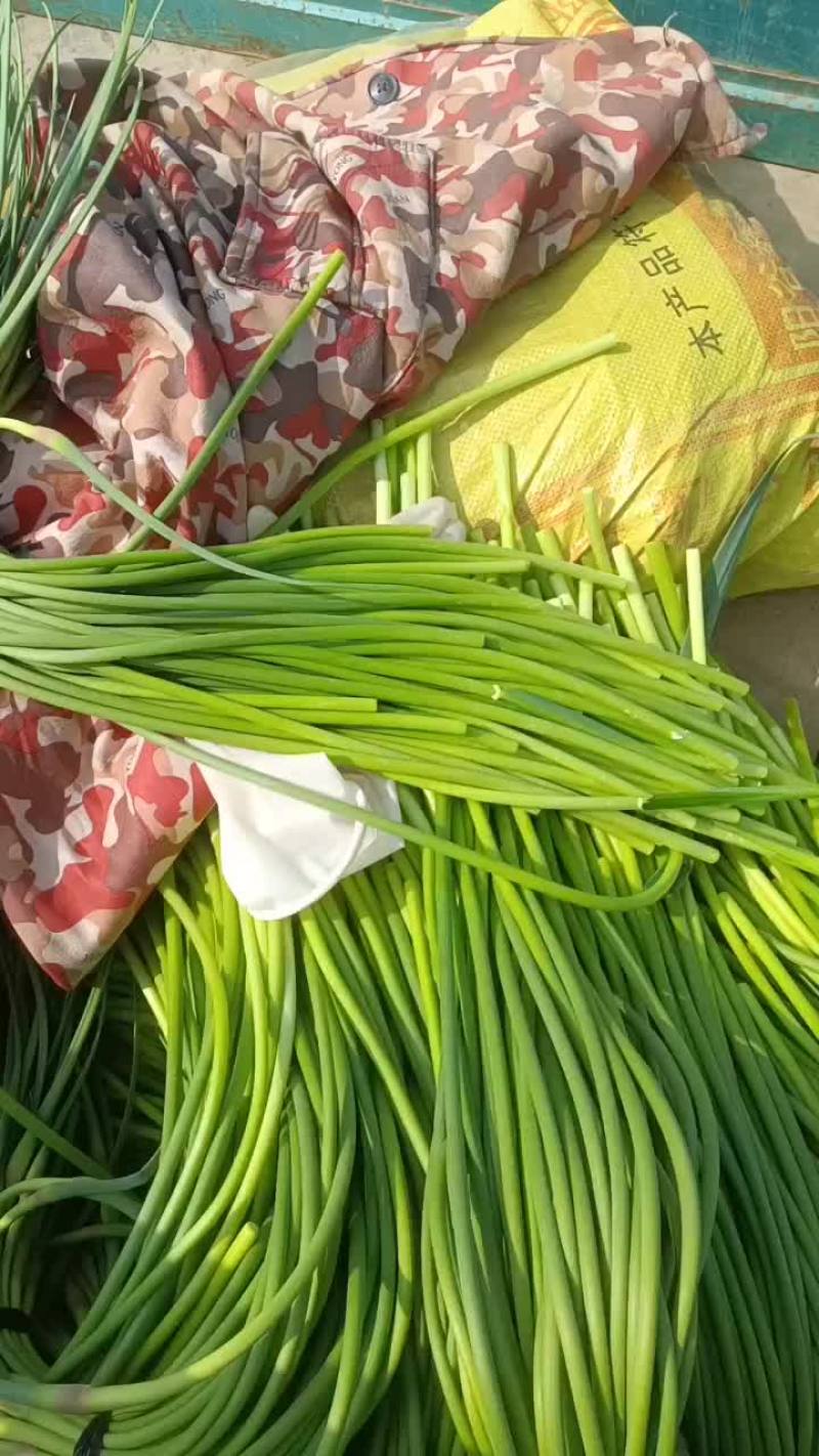 代收精品蒜苔
