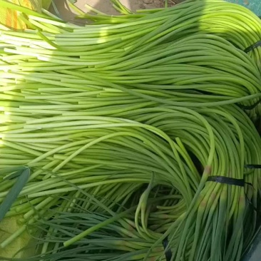 代收精品蒜苔