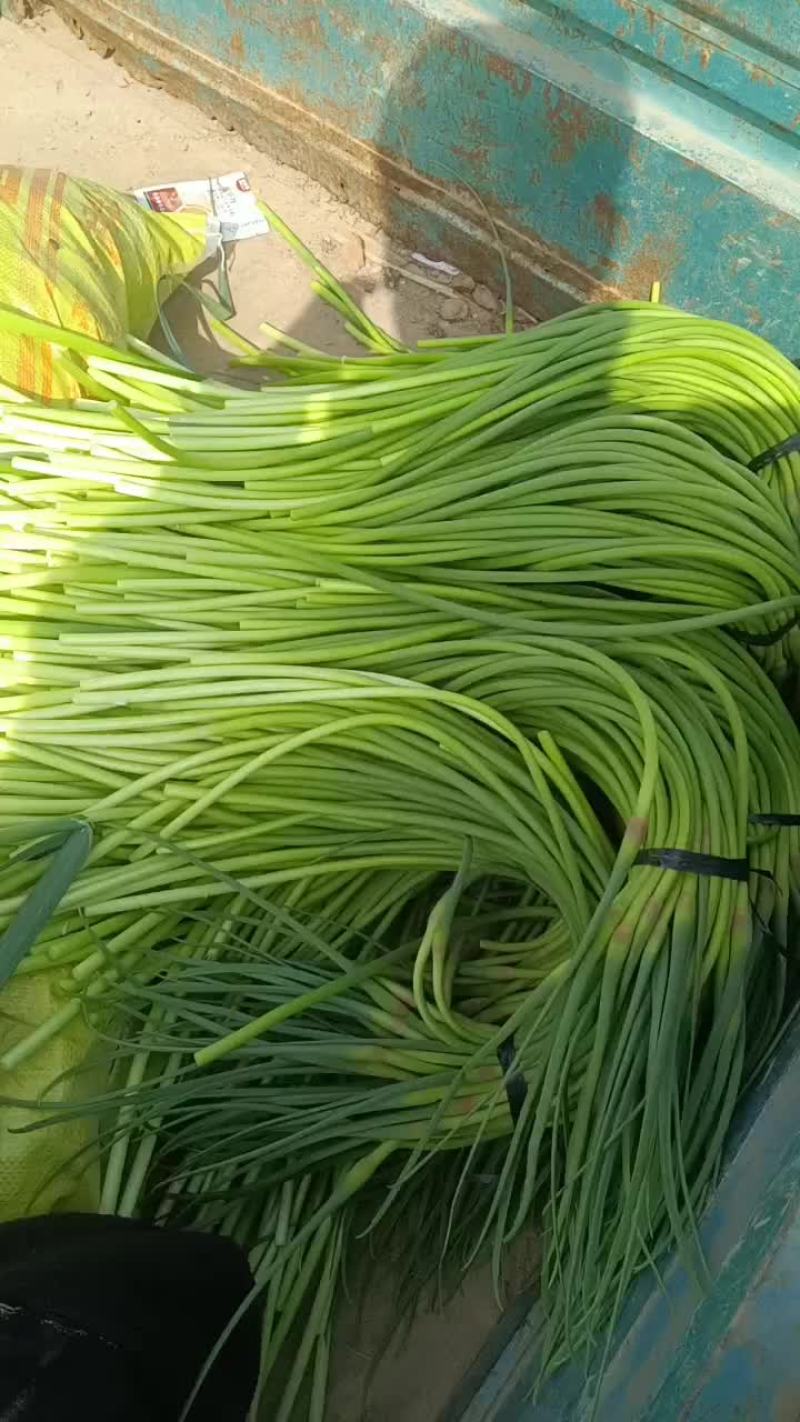 代收精品蒜苔