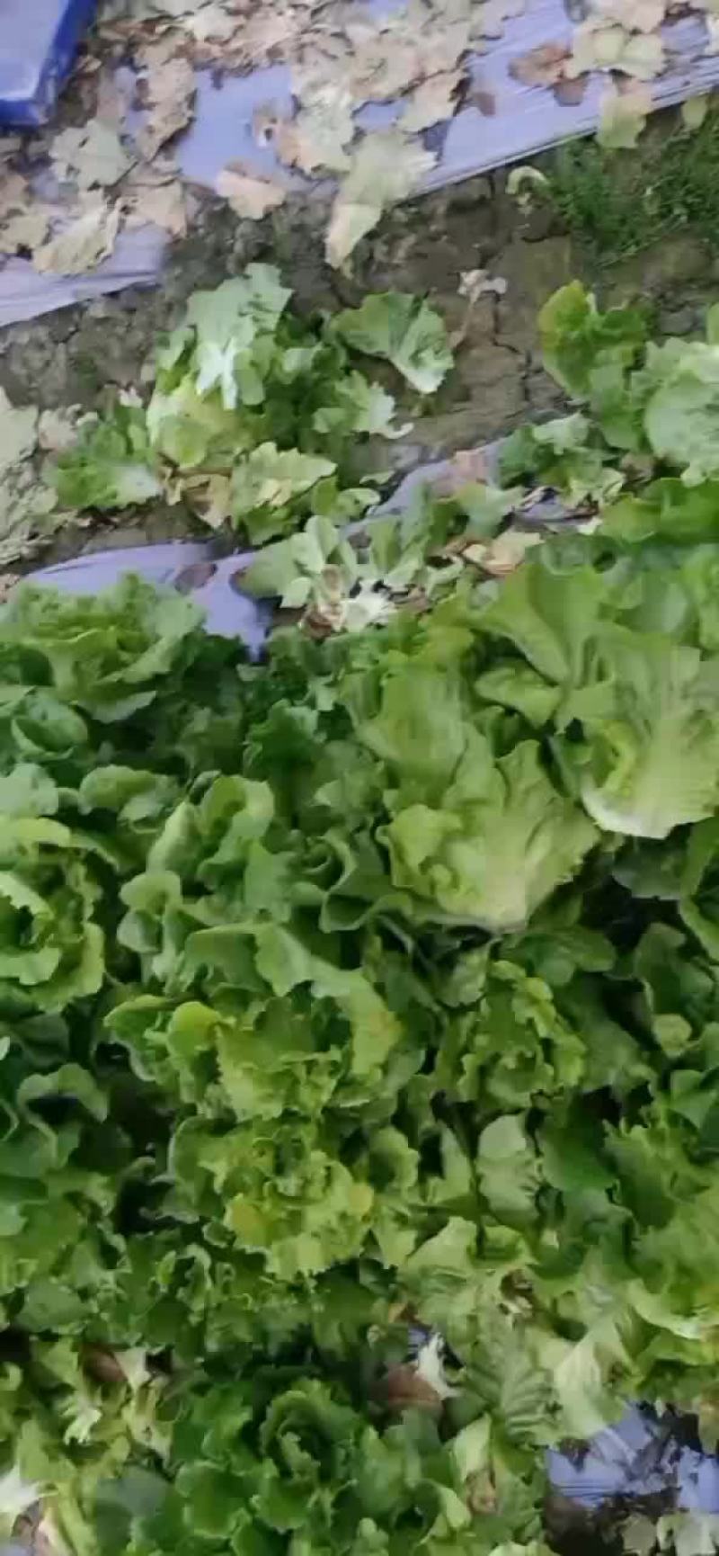 生菜