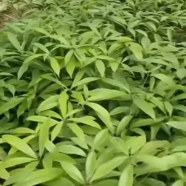 金丝楠木