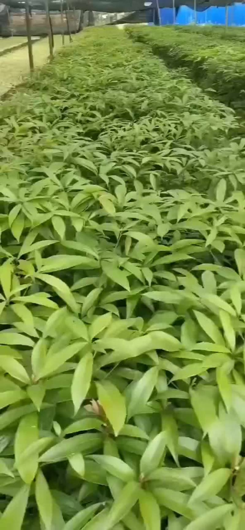 金丝楠木