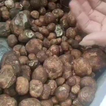 松毛蛋，又名鸡腰子