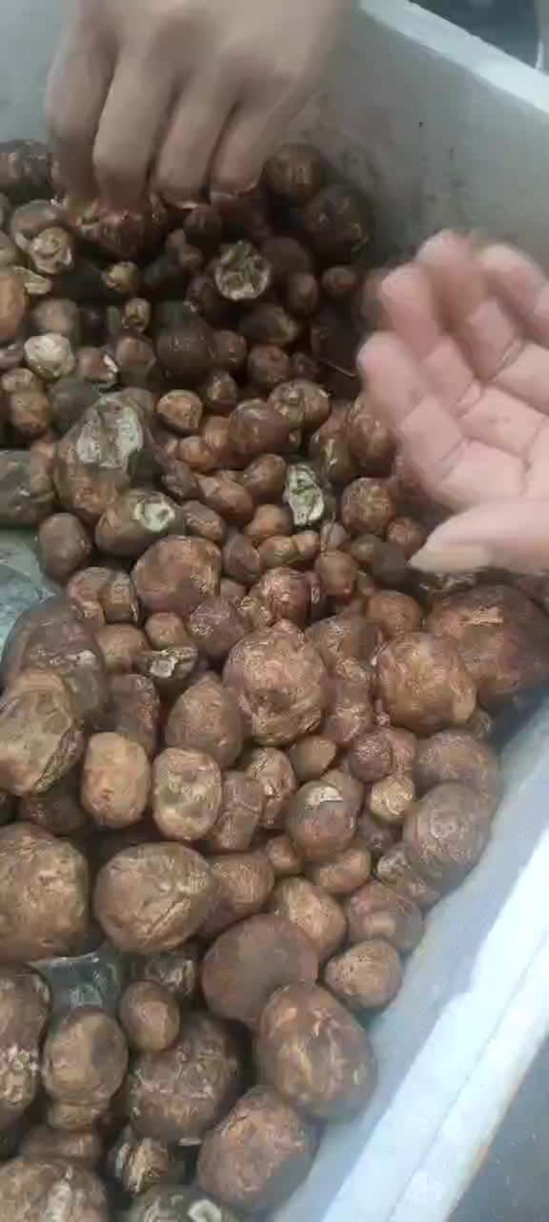 松毛蛋，又名鸡腰子