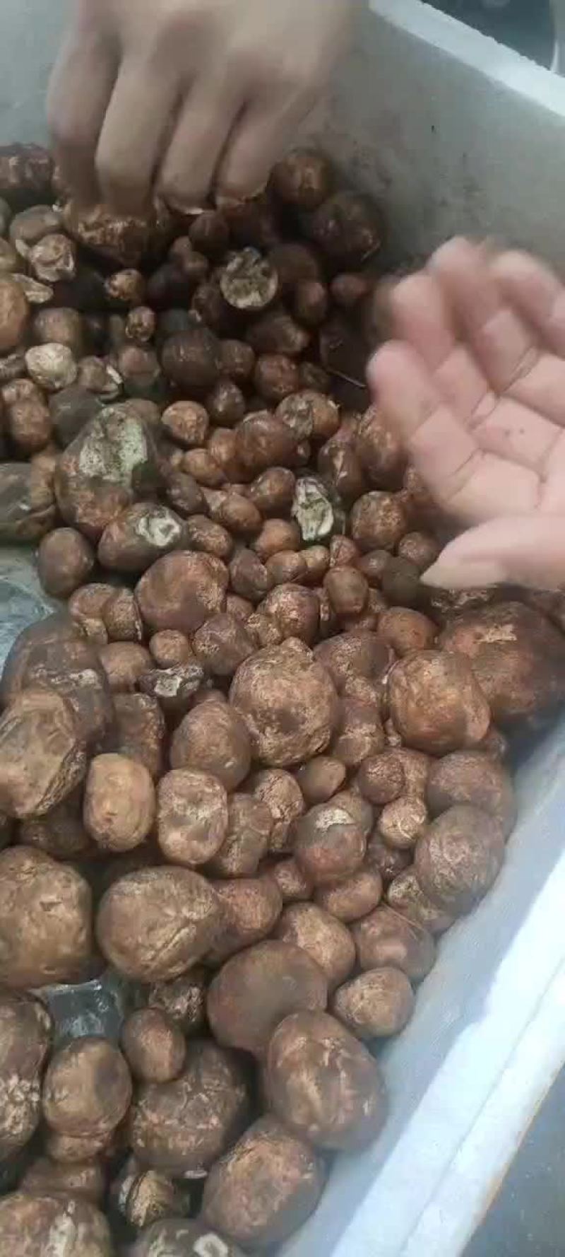 松毛蛋，又名鸡腰子