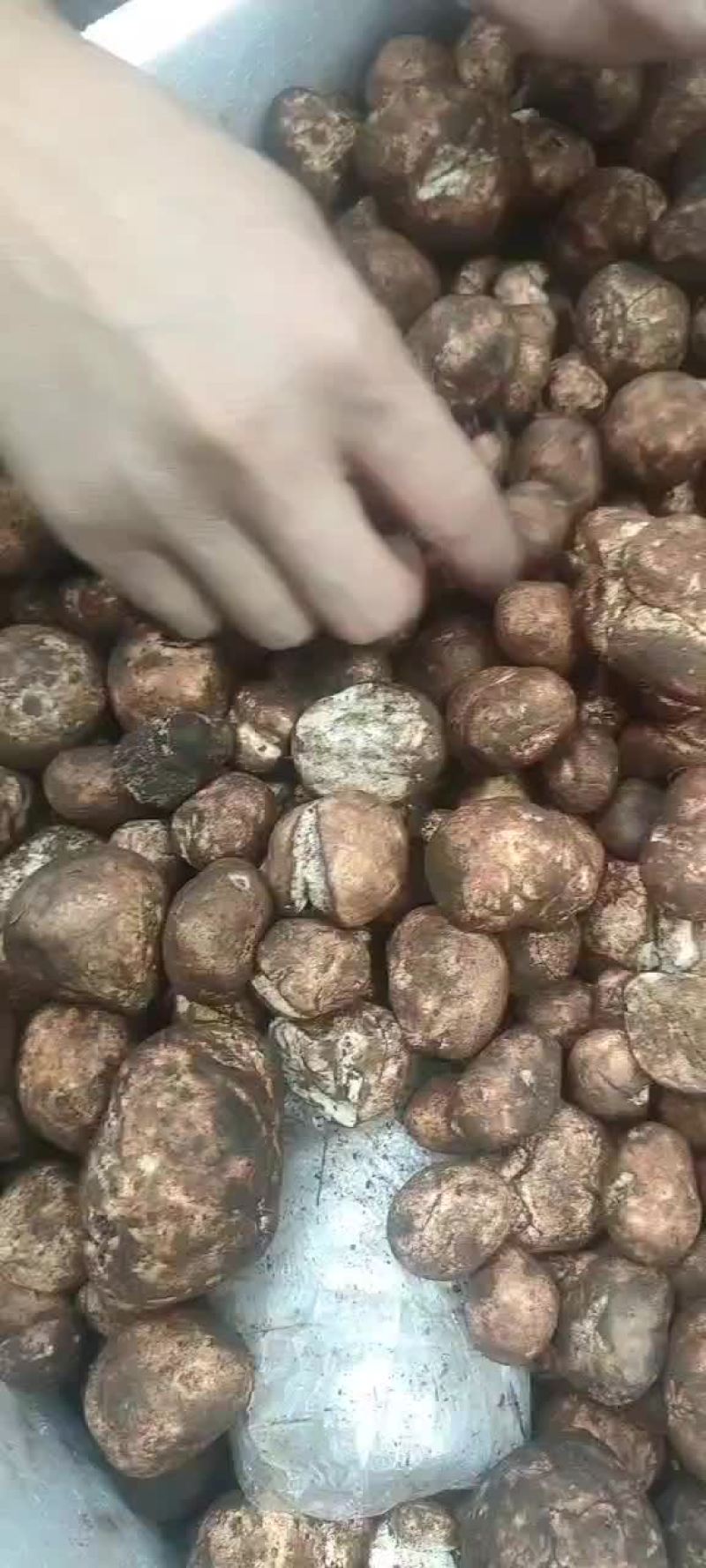 松毛蛋，又名鸡腰子