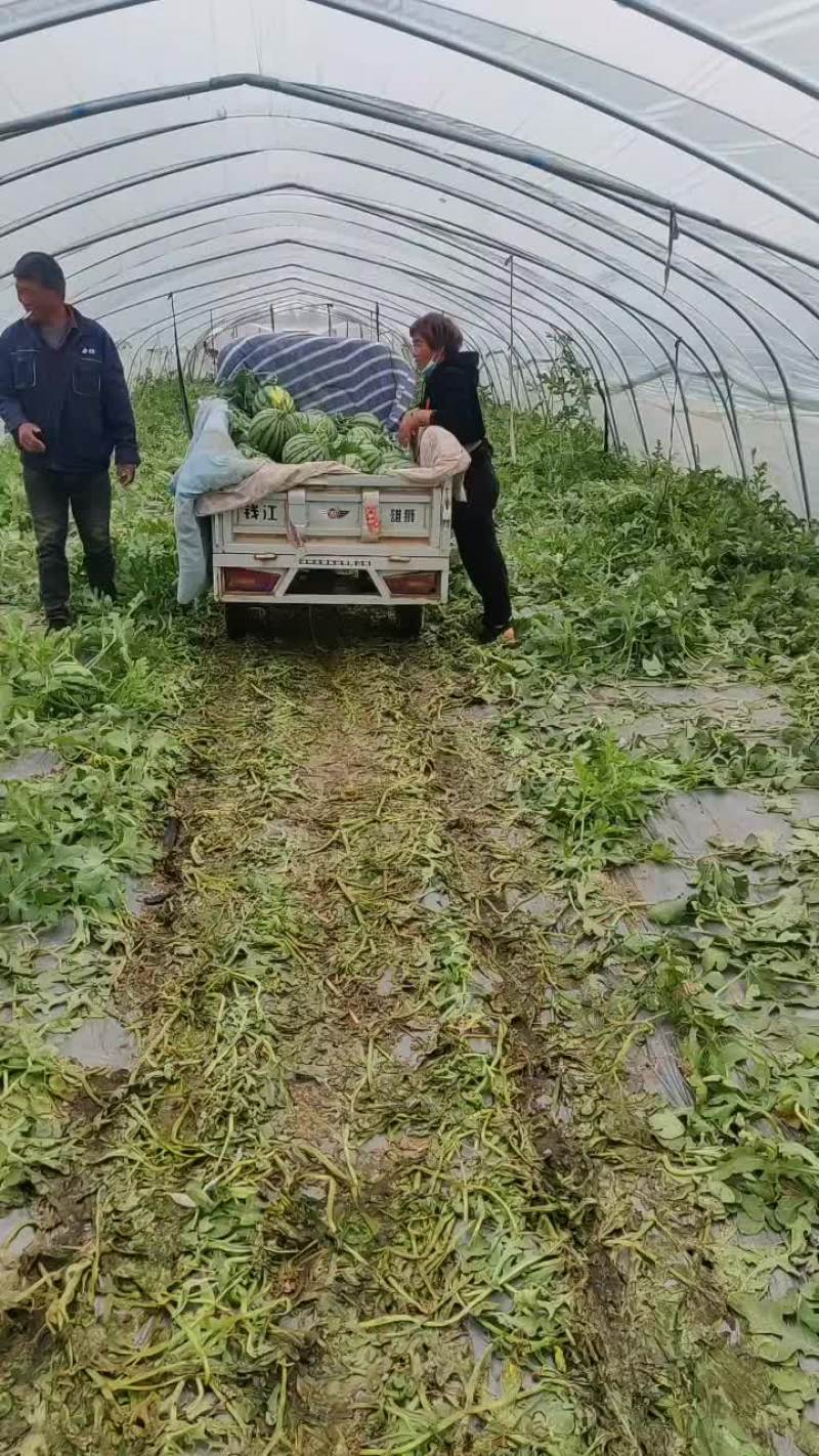砀山县美都西瓜