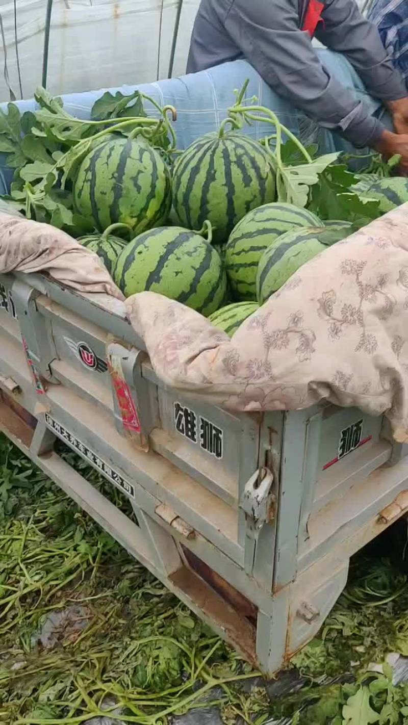 砀山县美都西瓜