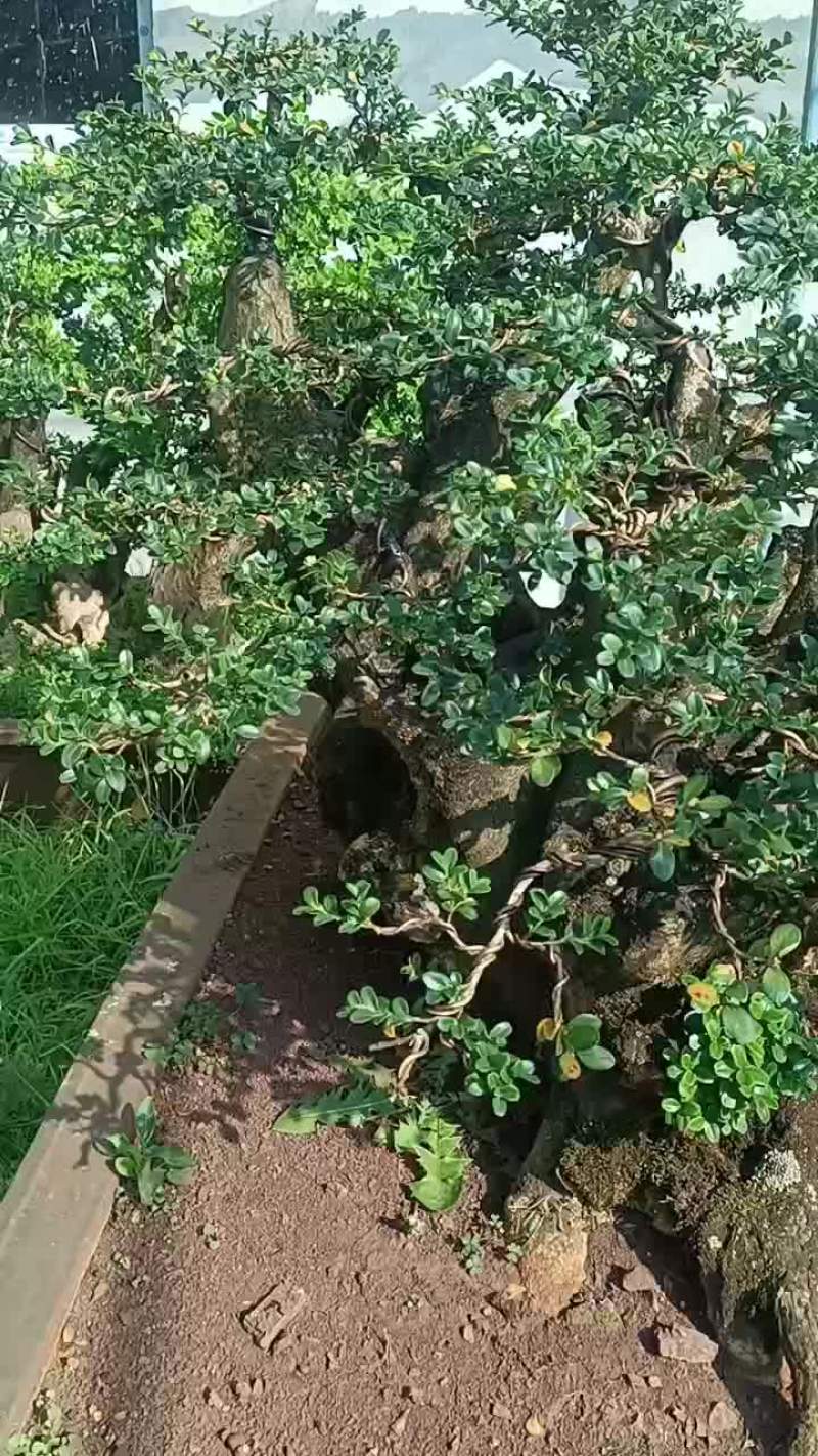 小叶瓜子黄杨