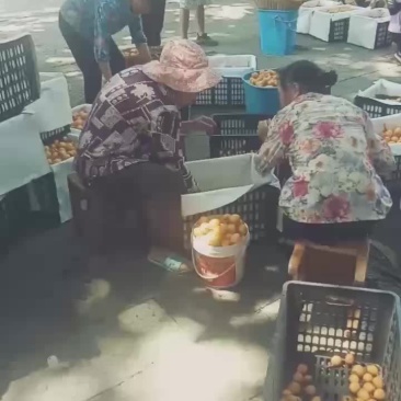 枇杷