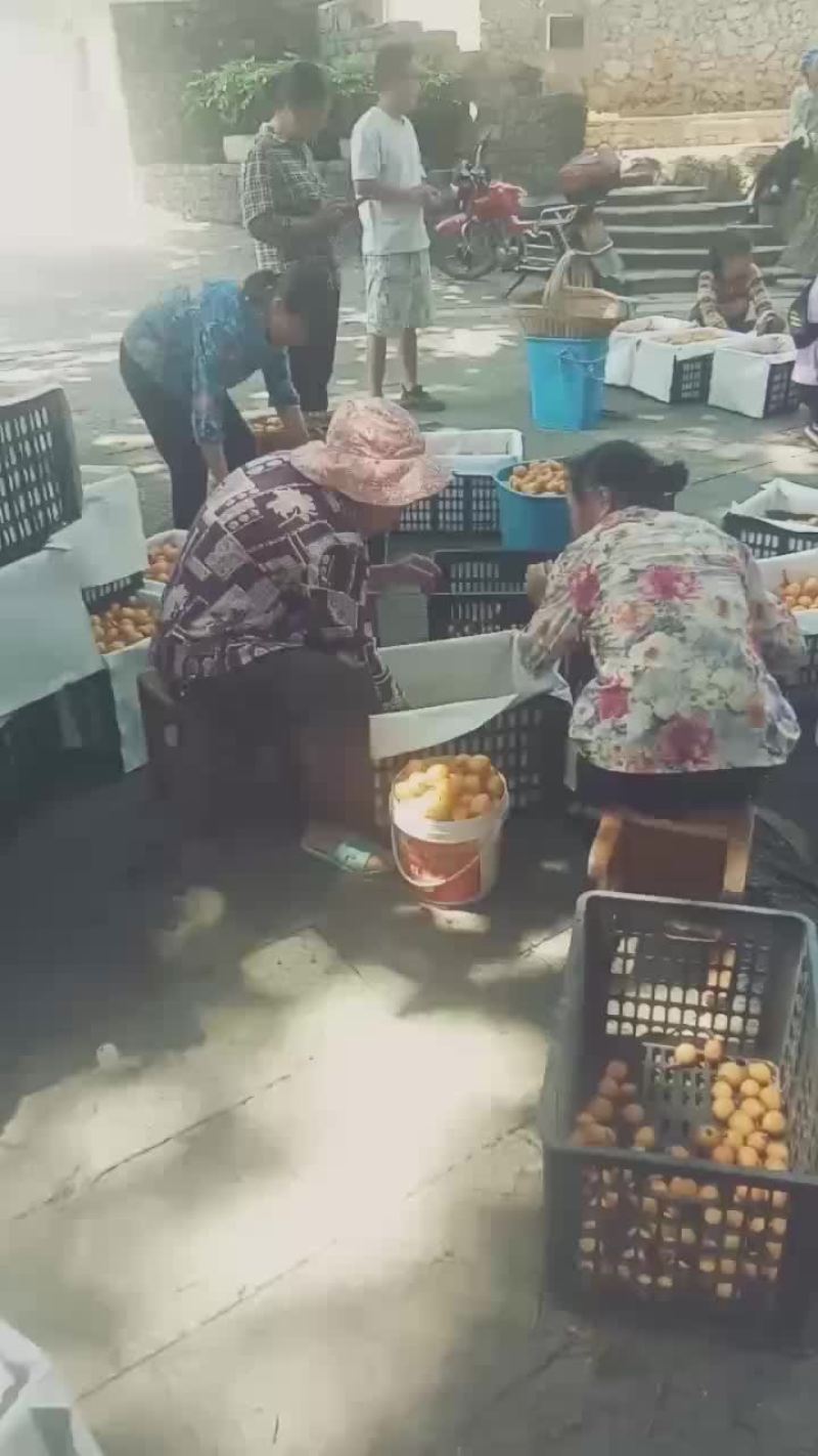 枇杷