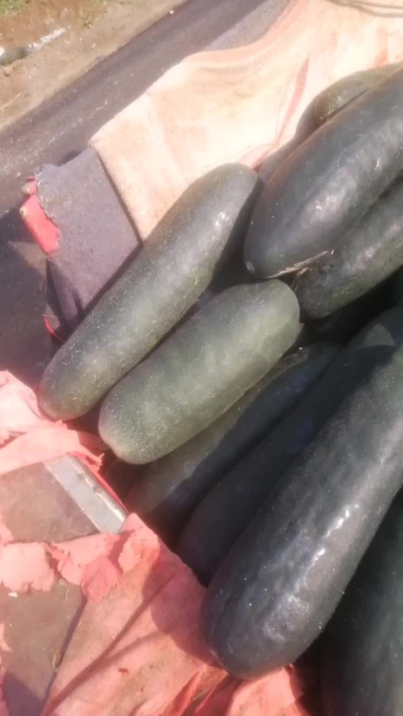 海南铁心吊冬瓜