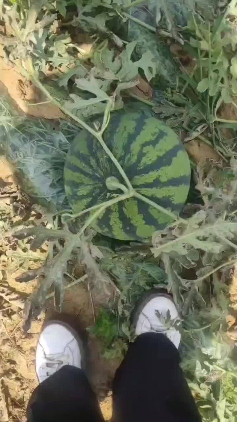西瓜