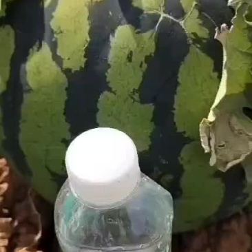 西瓜