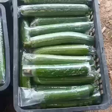 丝瓜