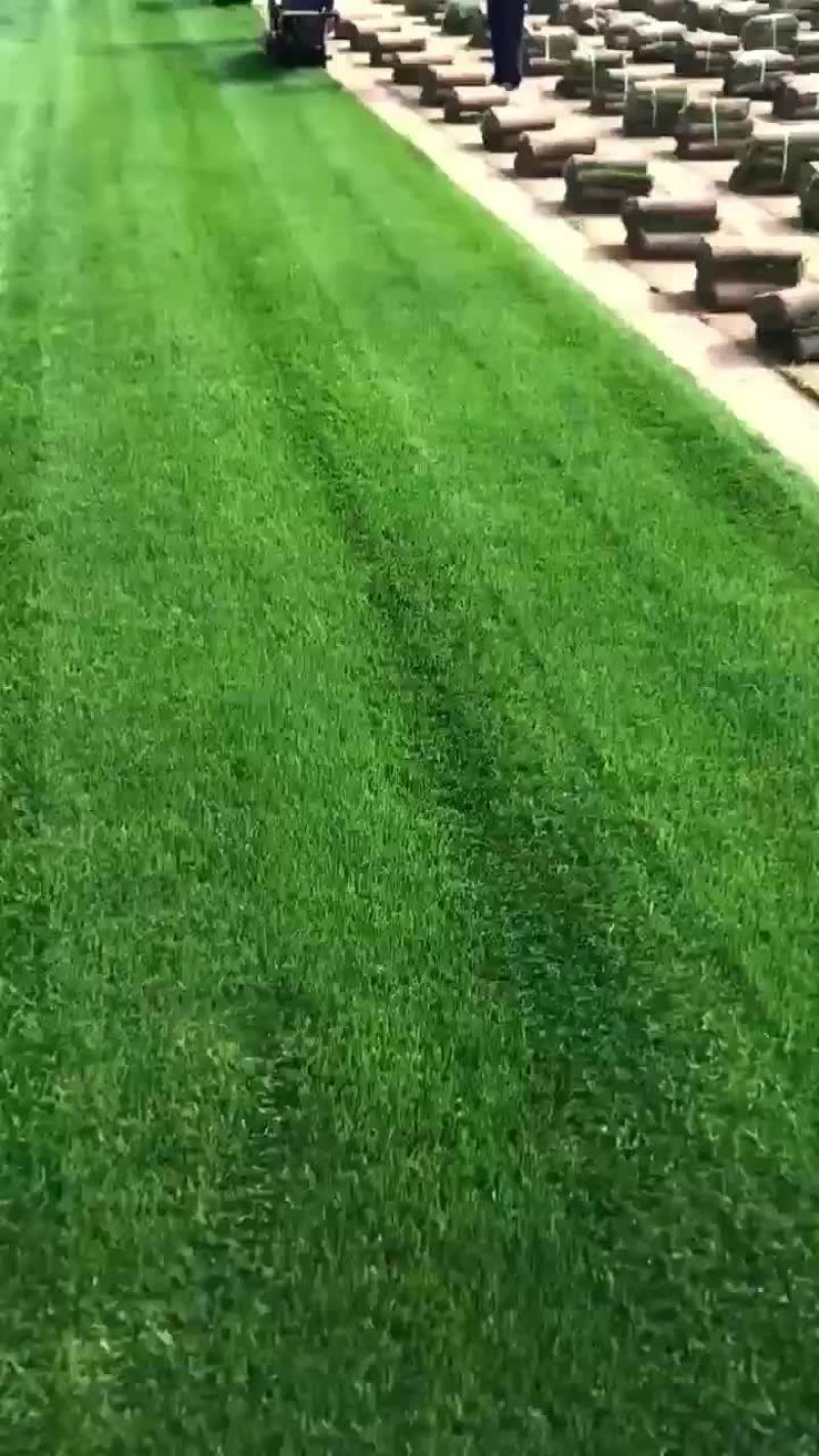四季青草坪