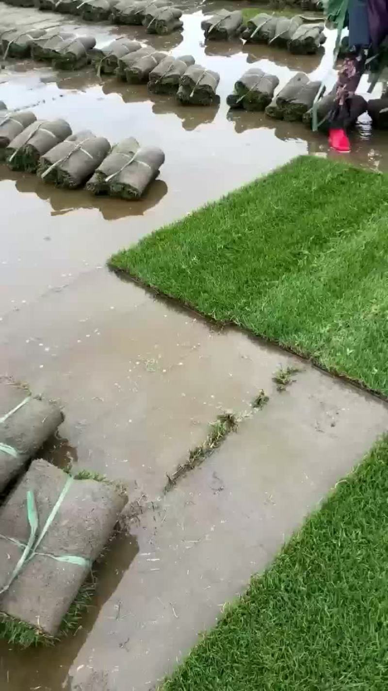 四季青草坪