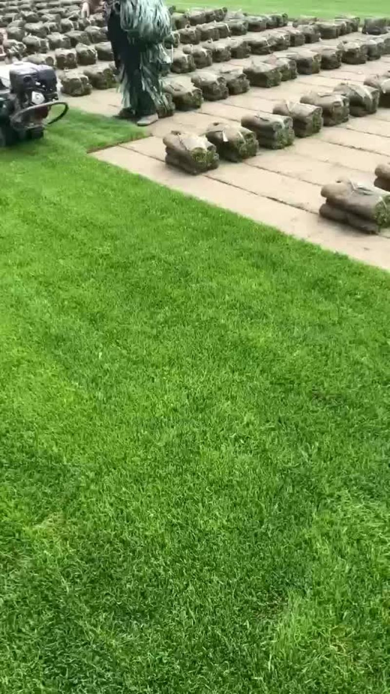 四季青草坪