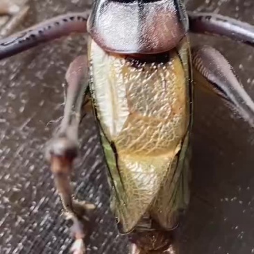 蝈蝈