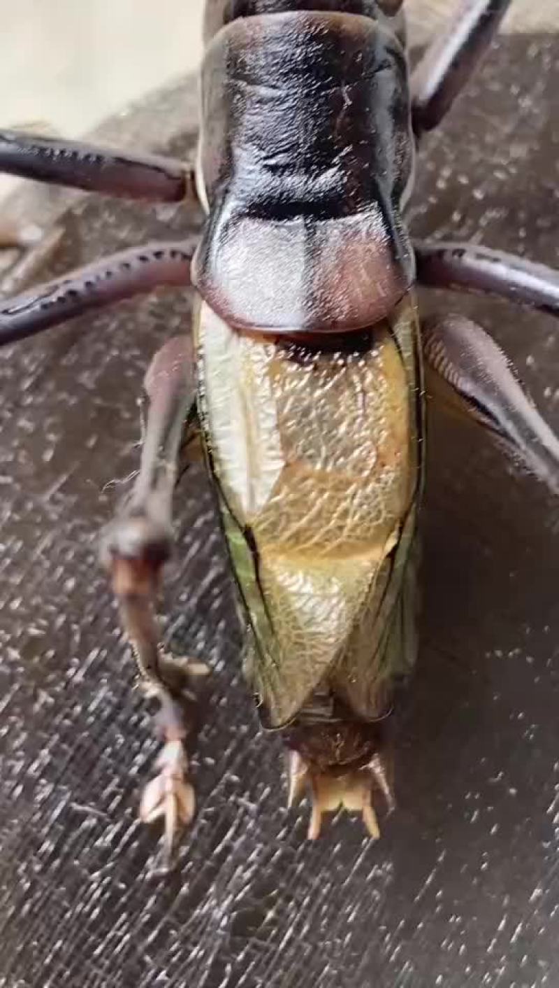 蝈蝈
