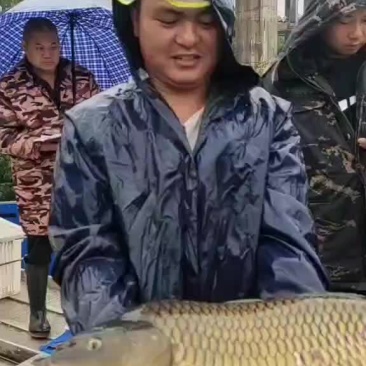 大鲤鱼下钓精品金黄鲤鱼