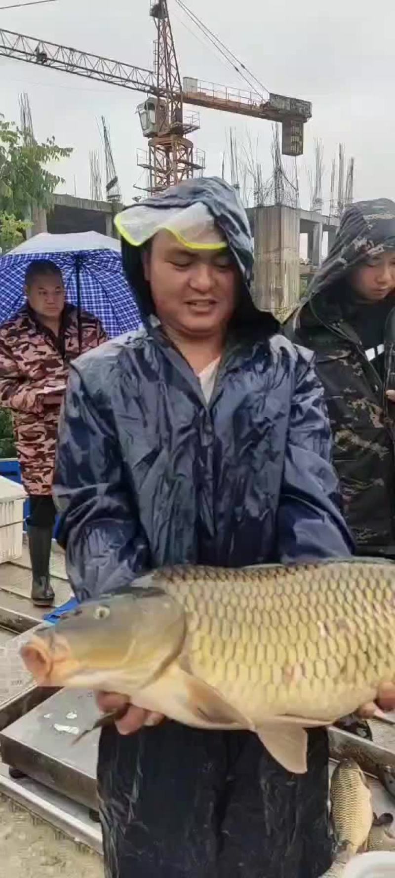 大鲤鱼下钓精品金黄鲤鱼
