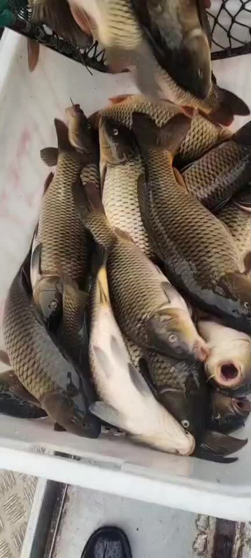 大鲤鱼下钓精品金黄鲤鱼