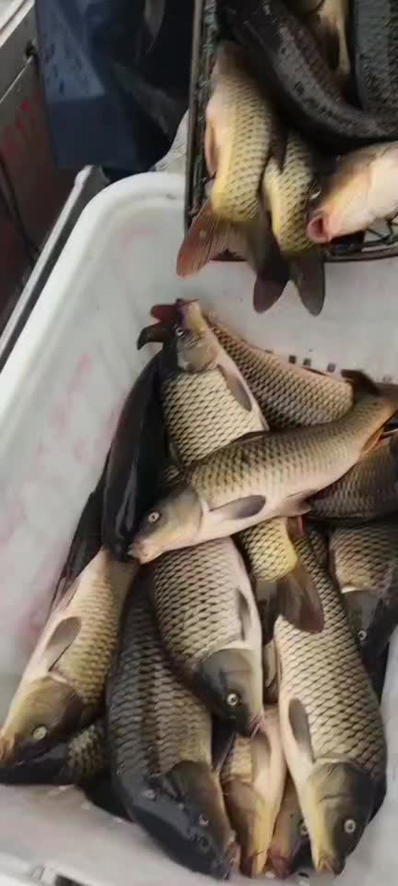 大鲤鱼下钓精品金黄鲤鱼