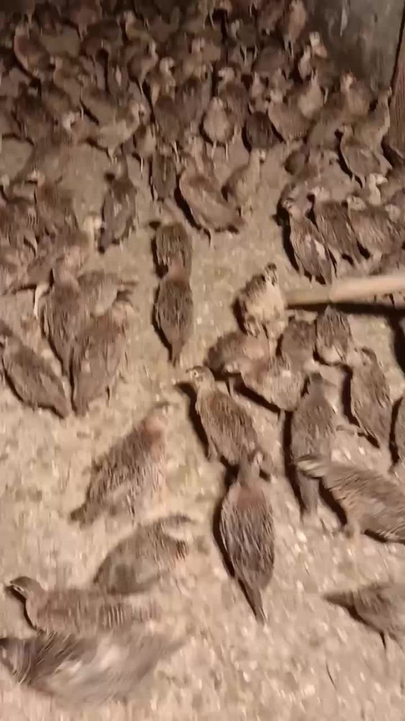 七彩山鸡脱温苗