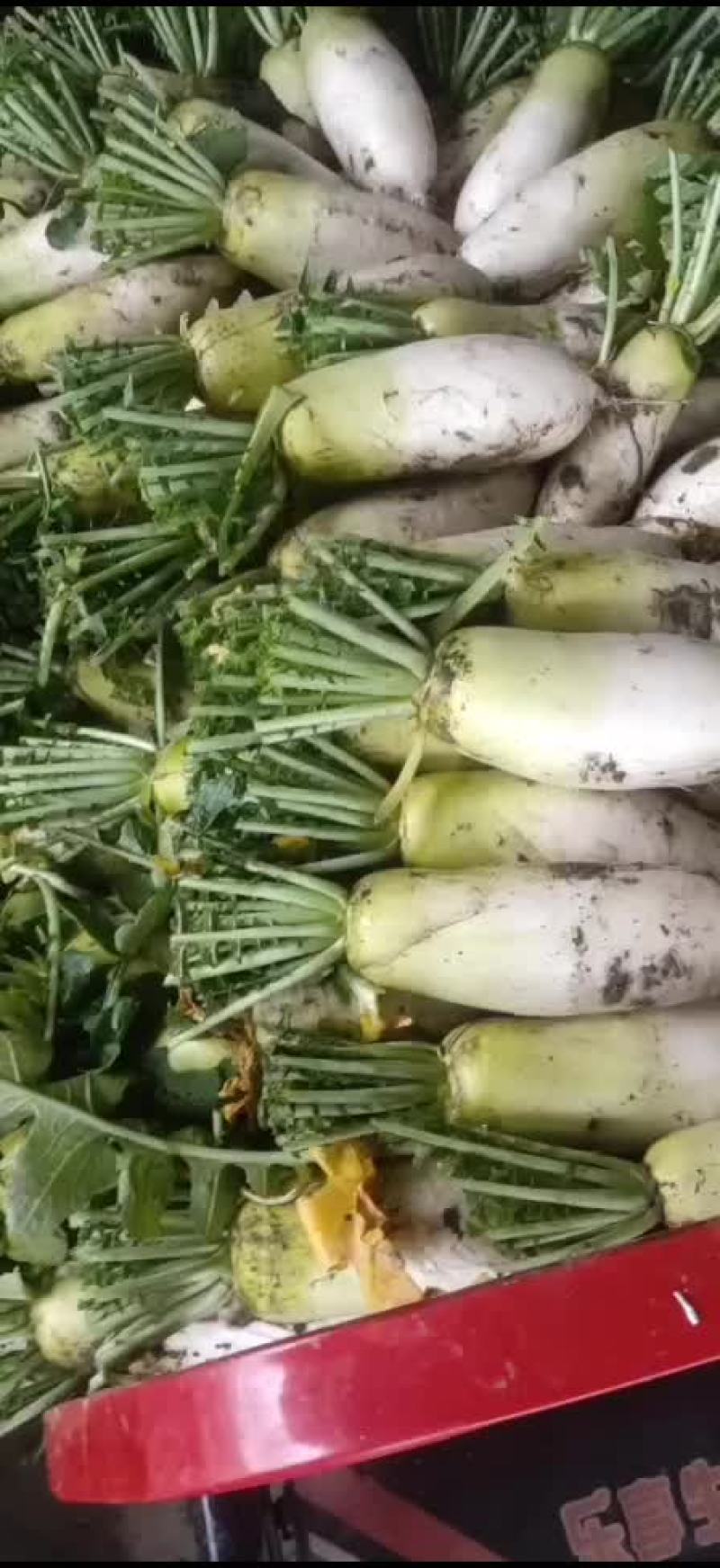 水果青头萝卜