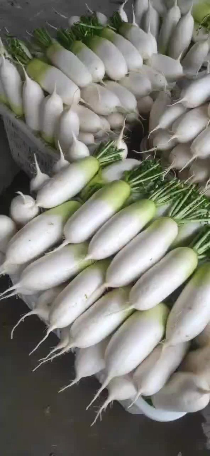 水果青头萝卜