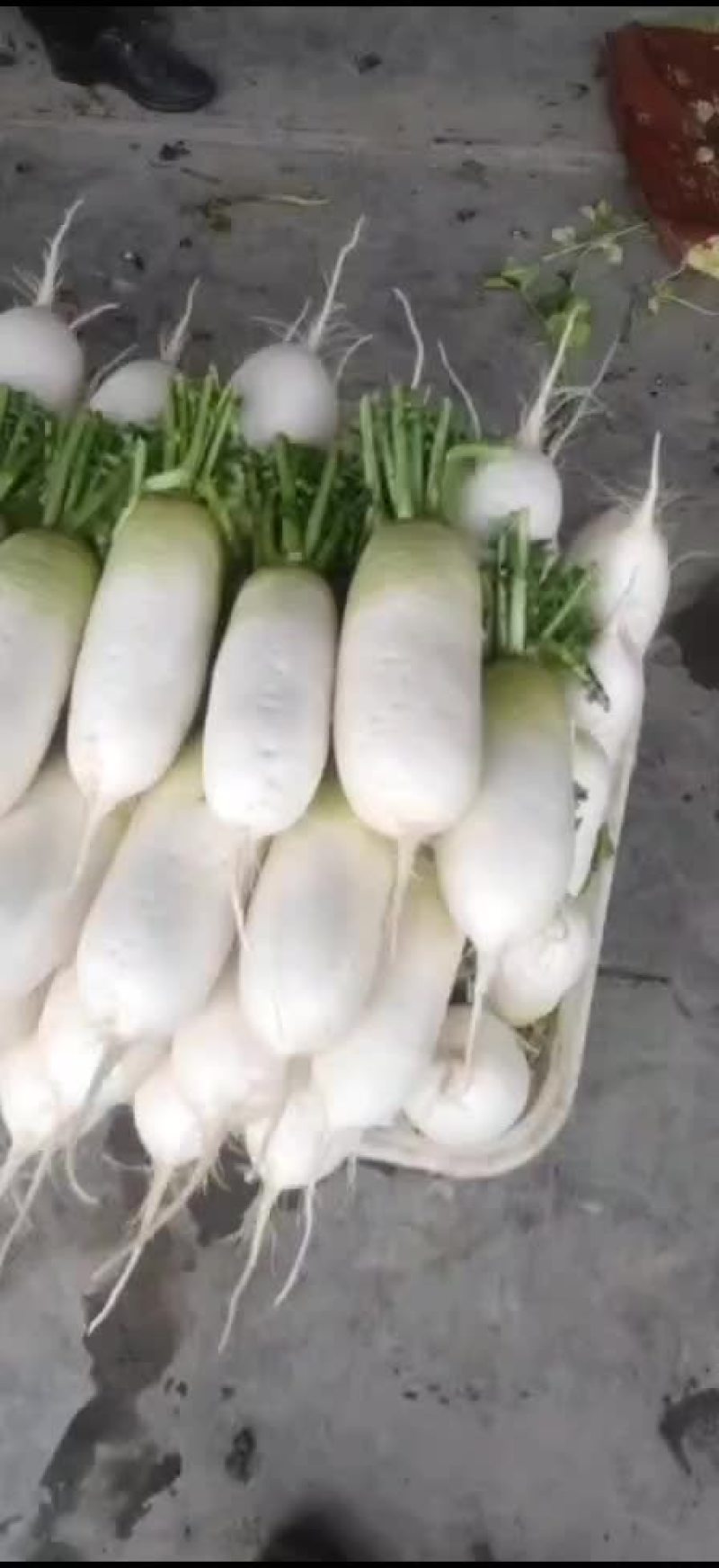 水果青头萝卜