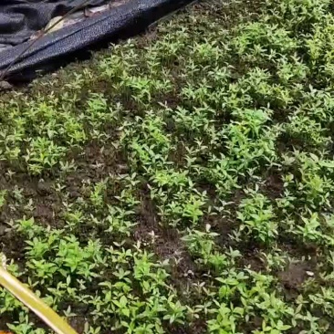 金丝楠木幼苗
