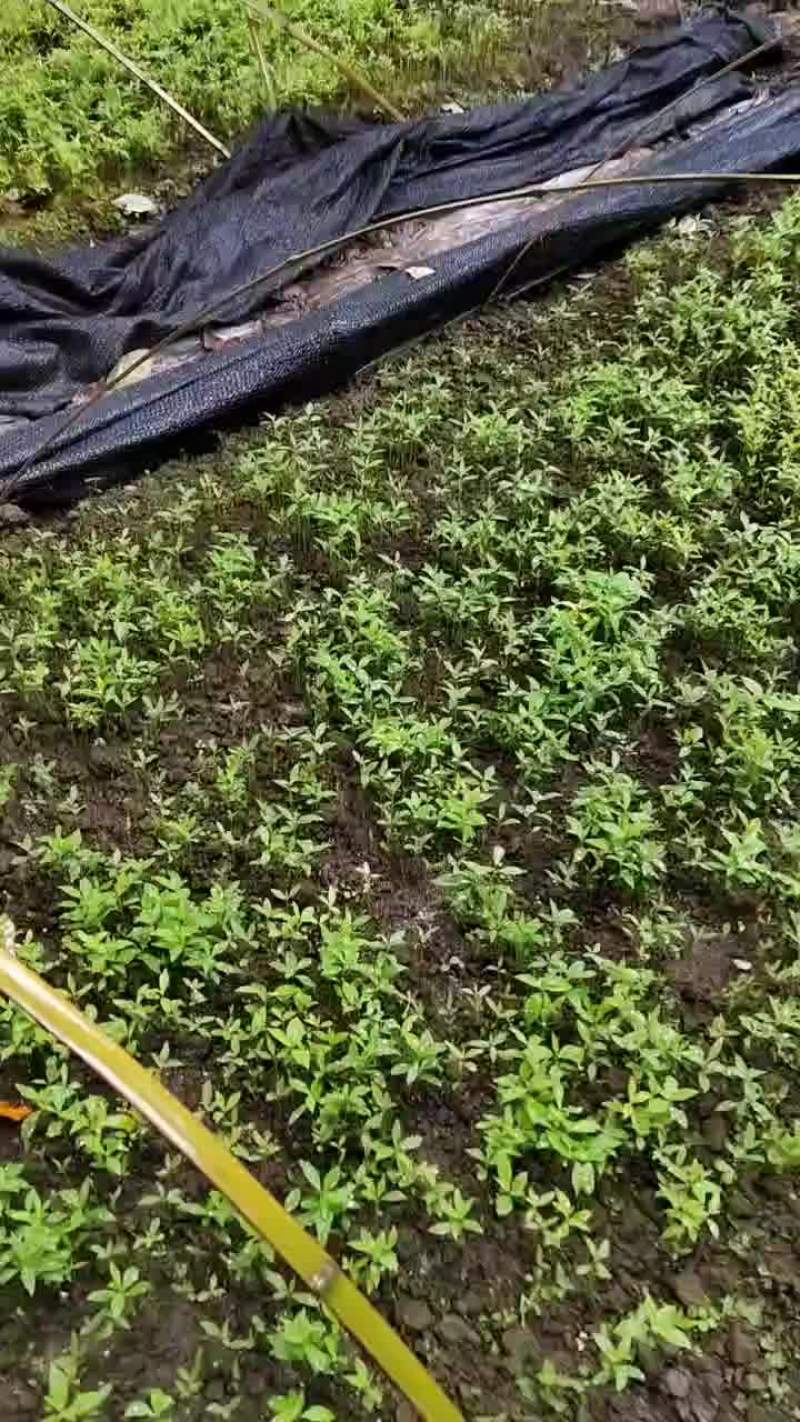 金丝楠木幼苗