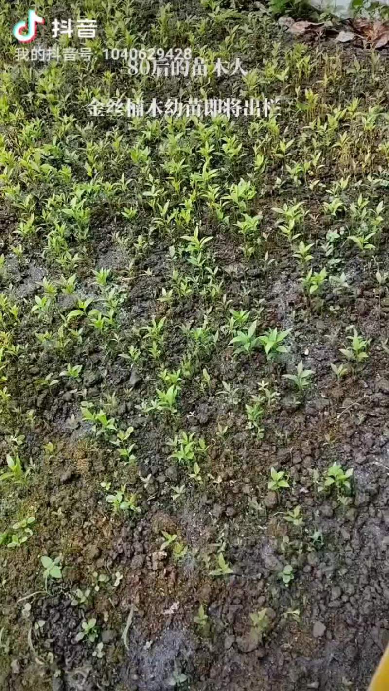 金丝楠木幼苗