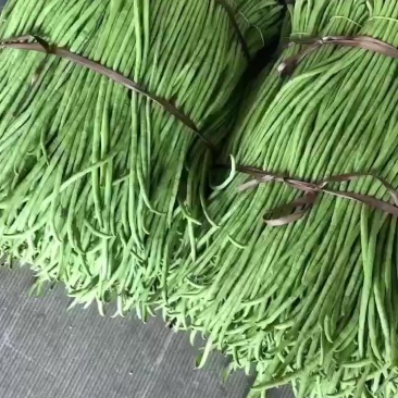 福建精品豆角，全面提升，质量保证，价格便宜，