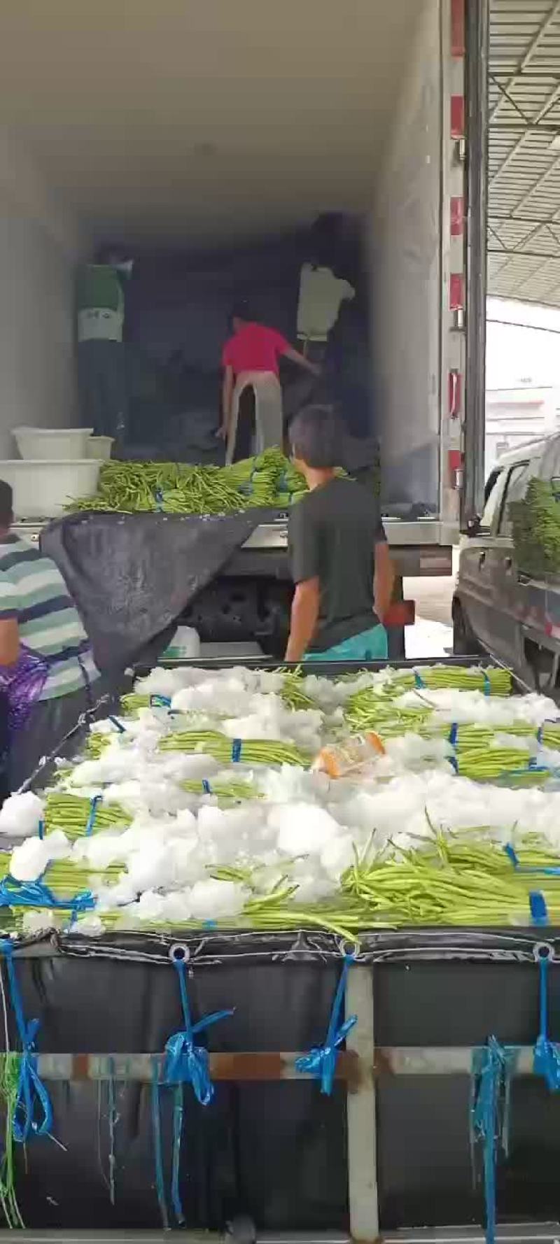 福建精品豆角，全面提升，质量保证，价格便宜，