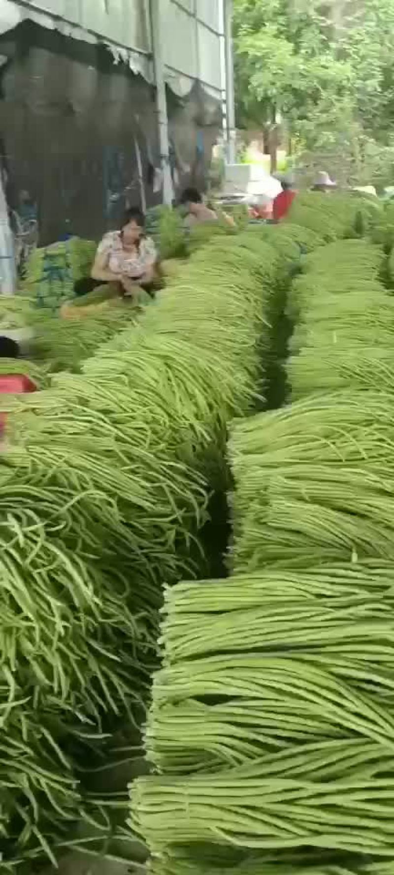 福建精品豆角，全面提升，质量保证，价格便宜，