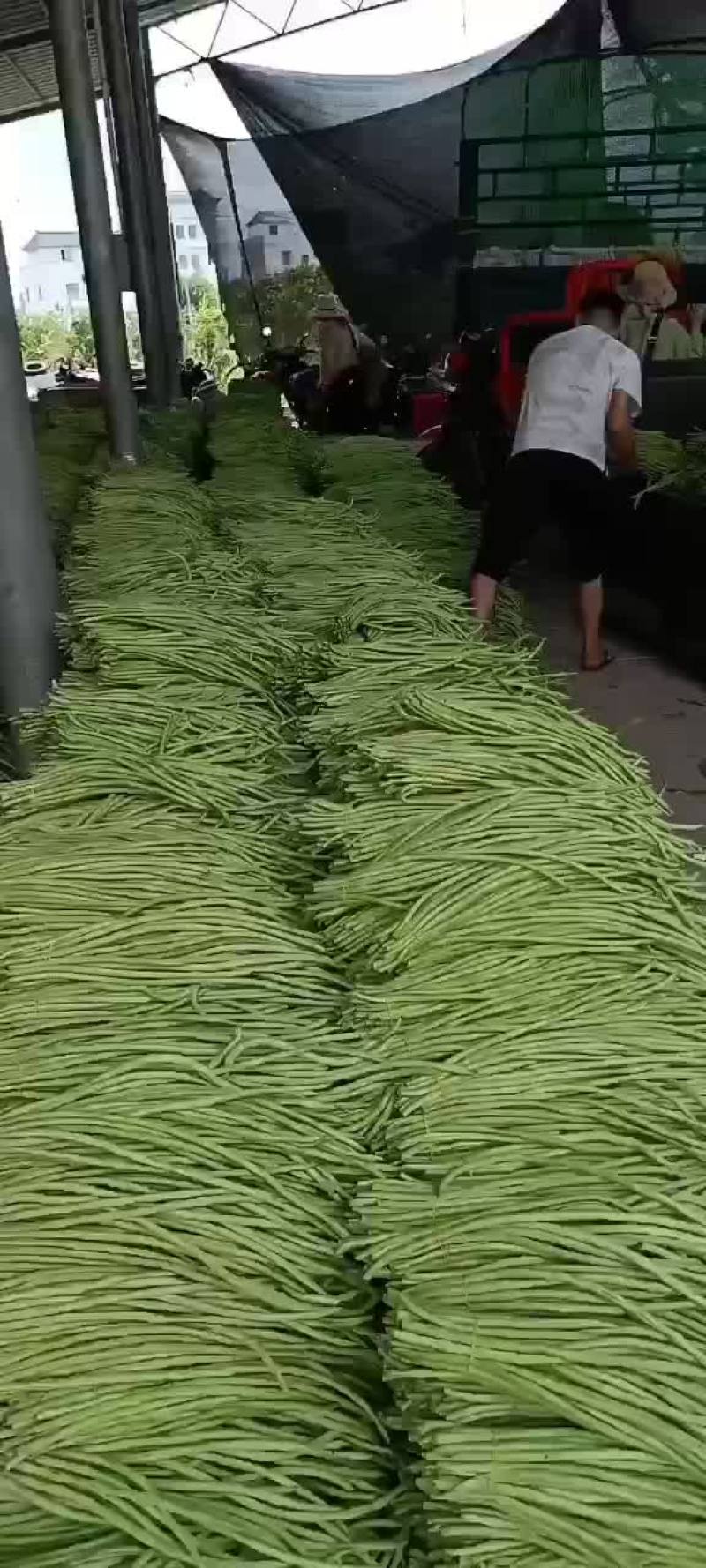 福建精品豆角，全面提升，质量保证，价格便宜，