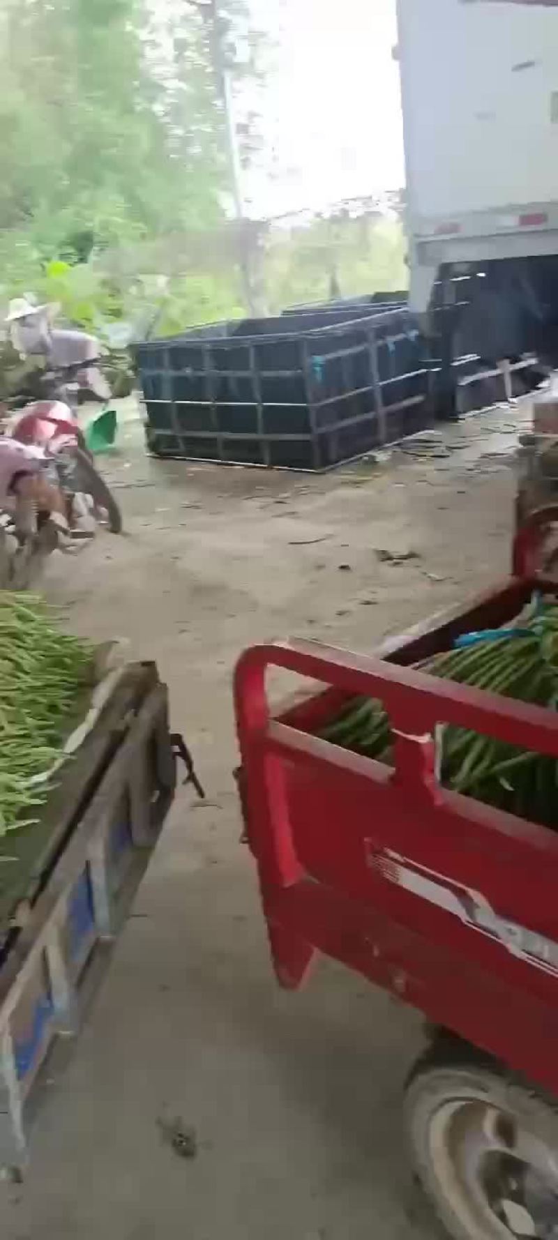 福建精品豆角，全面提升，质量保证，价格便宜，