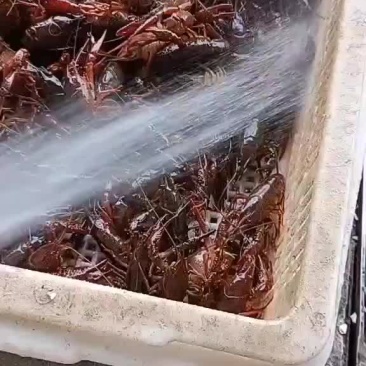 小龙虾批发