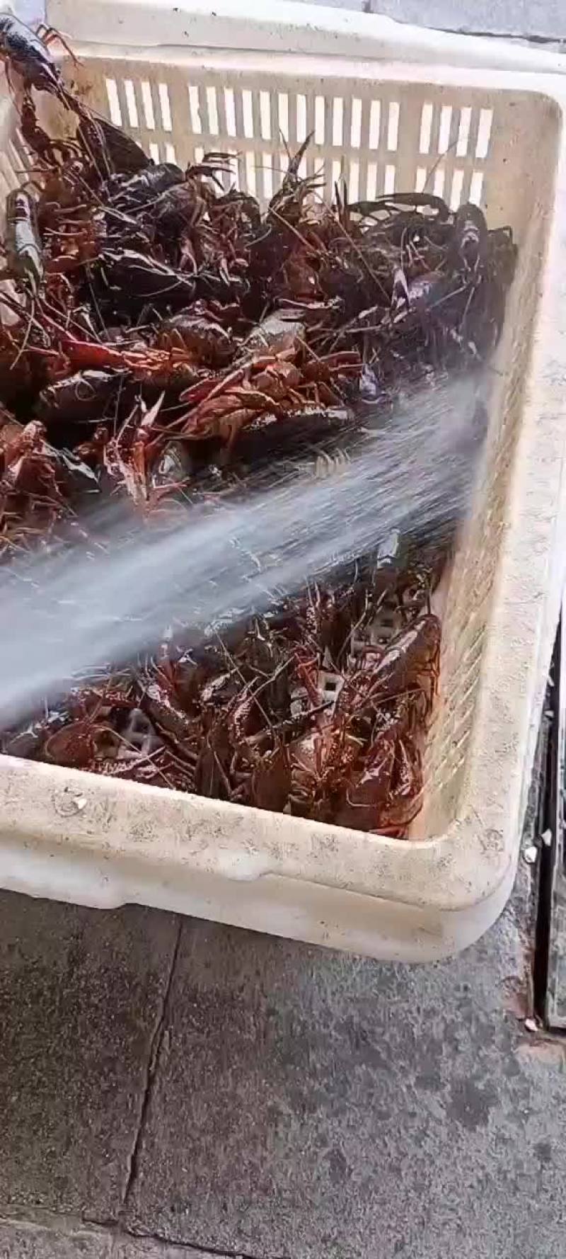 小龙虾批发