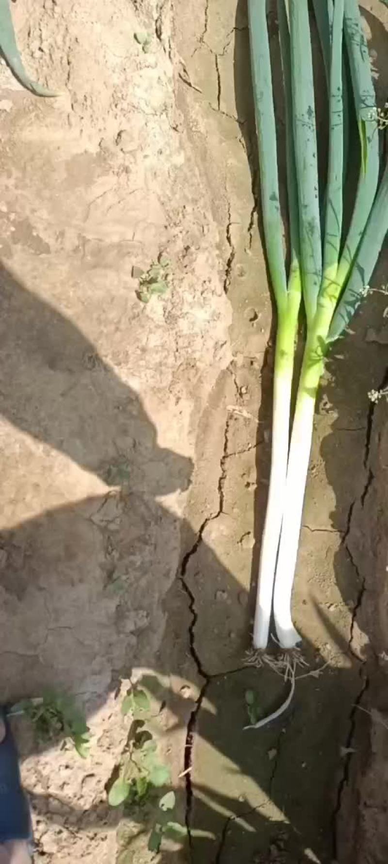 山东晚抽大葱大量上市