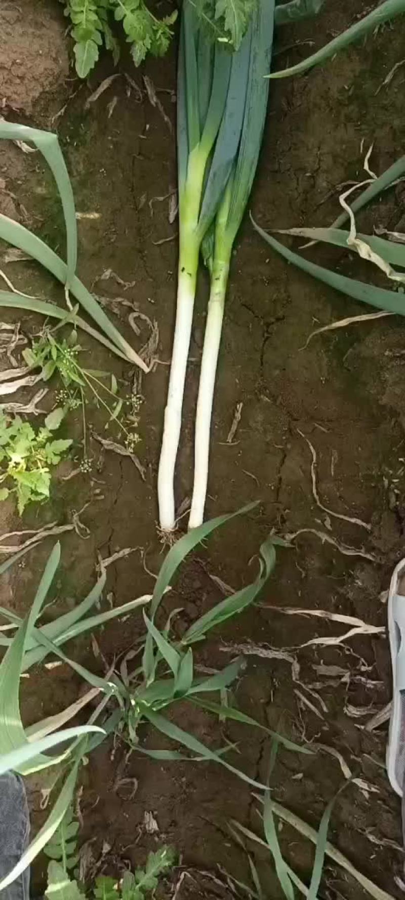 山东晚抽大葱大量上市