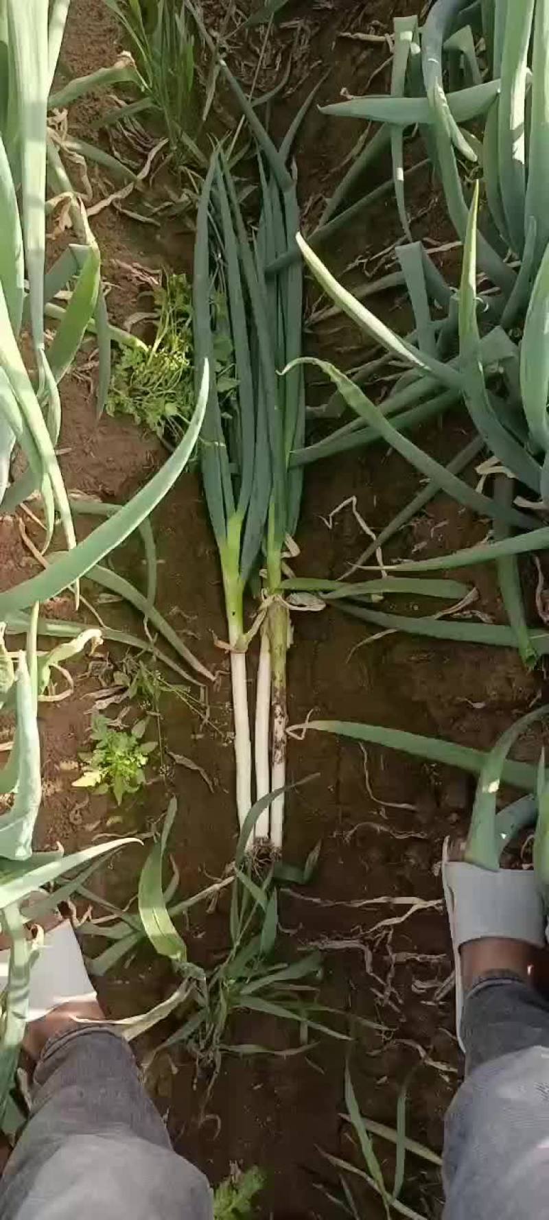 山东晚抽大葱大量上市