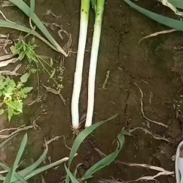 山东晚抽大葱大量上市