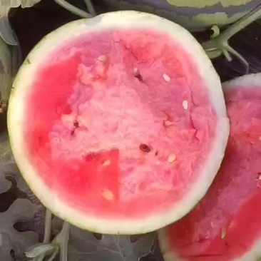 精品甜王西瓜