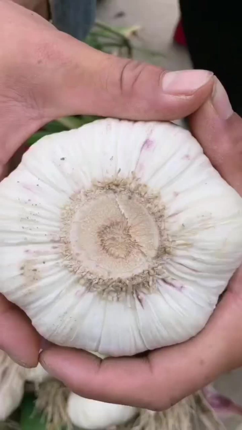 早熟蒜